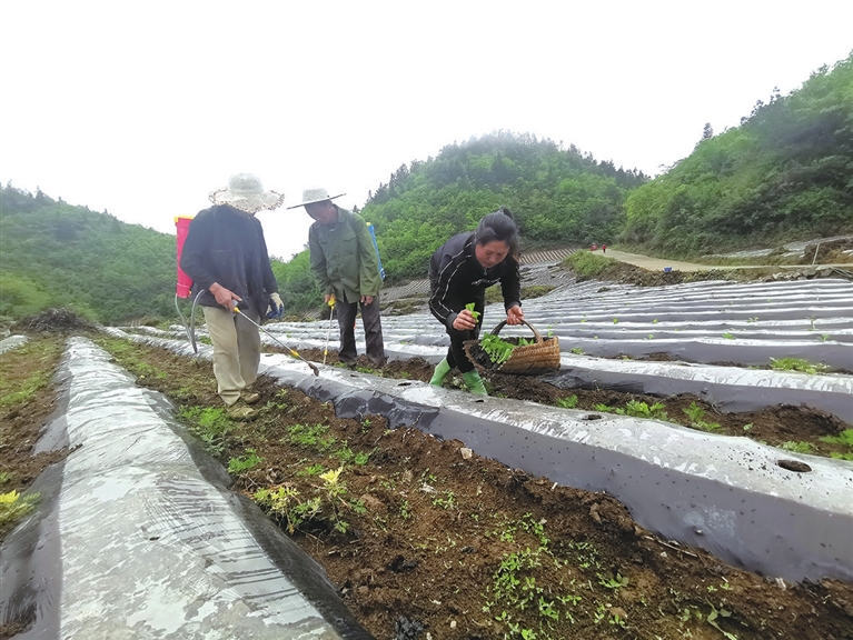 石桥苗族土家族乡发展规划揭秘，走向繁荣与和谐共生之路