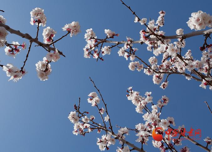 山羊堡村委会最新天气预报