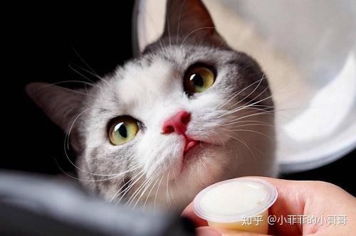 猫咪最新动态与探索之旅