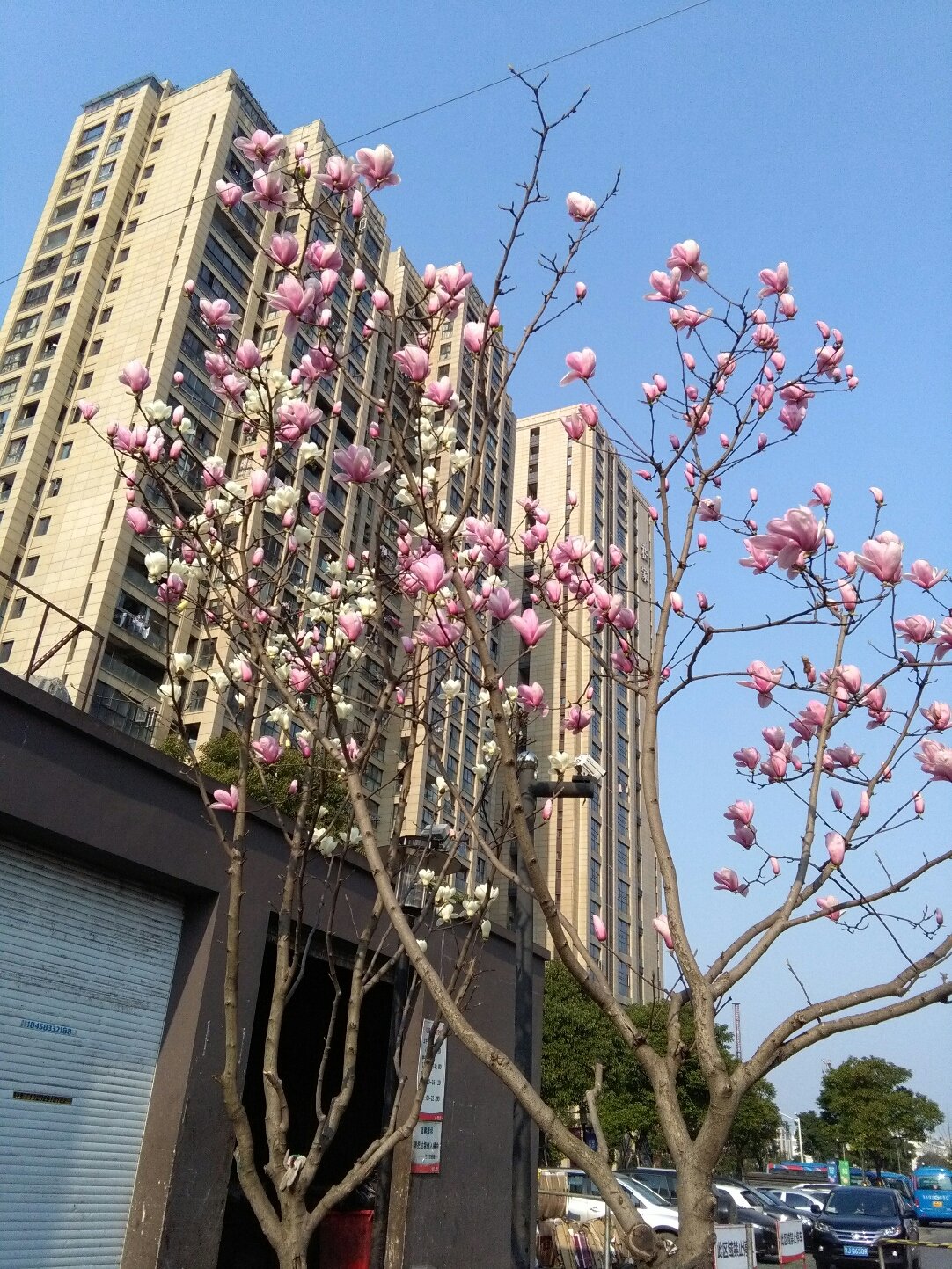 插花村天气预报更新通知