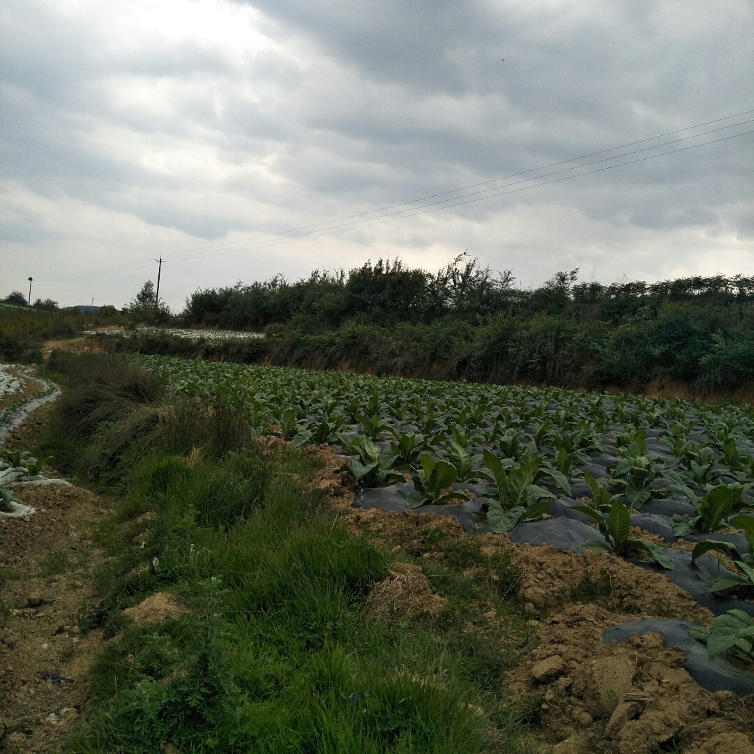 乌迳镇天气预报更新通知