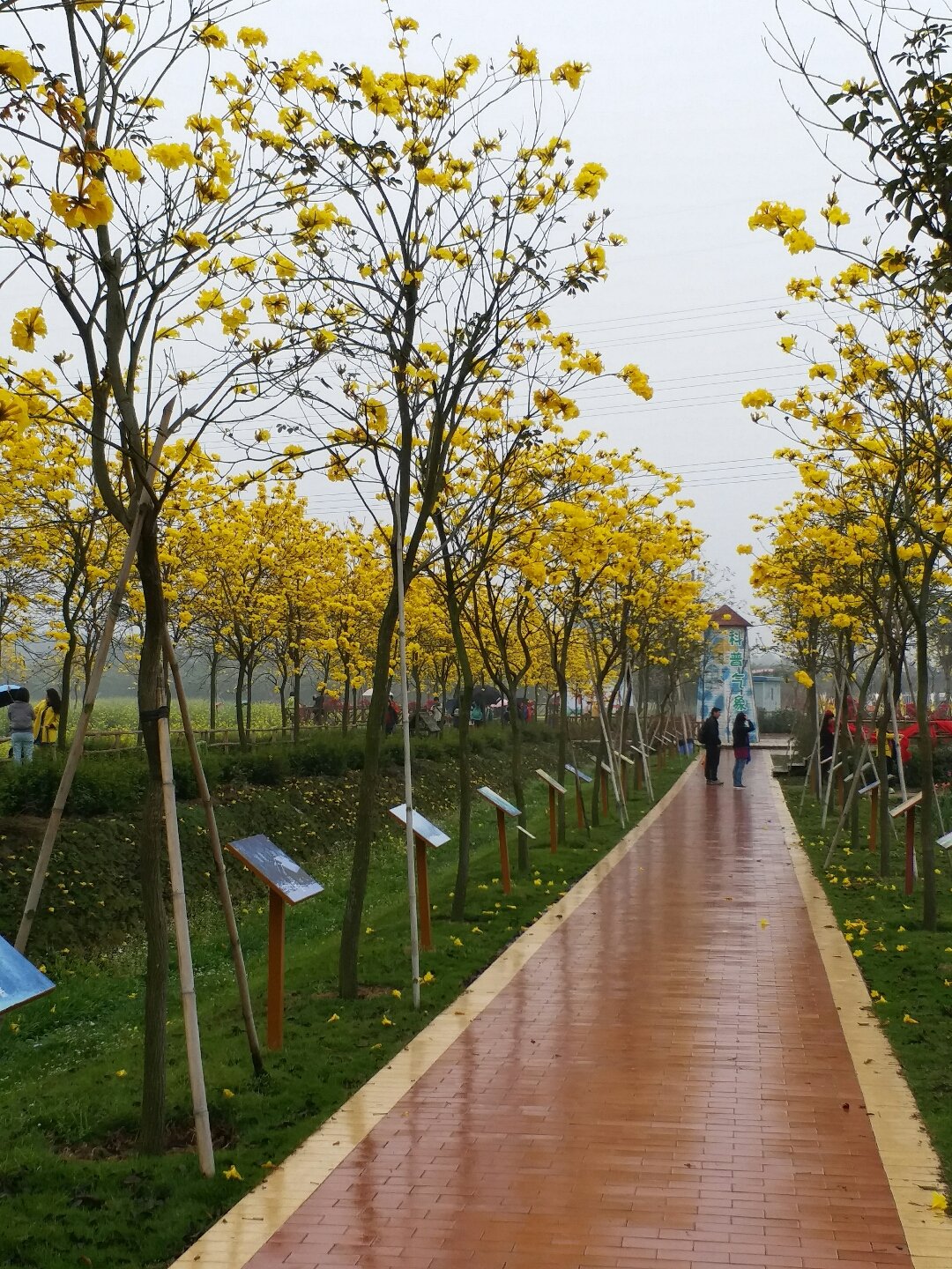 荷城街道最新天气预报通知